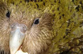 KakapoClose